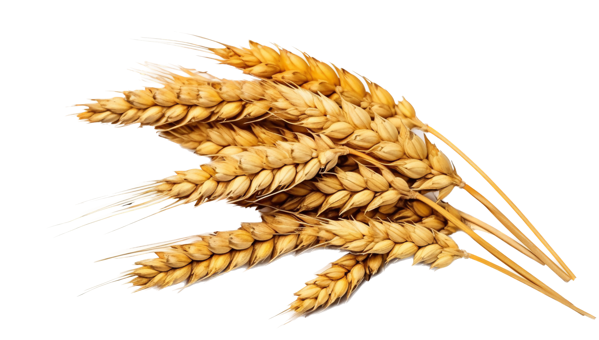 Importation of Essential Commodities